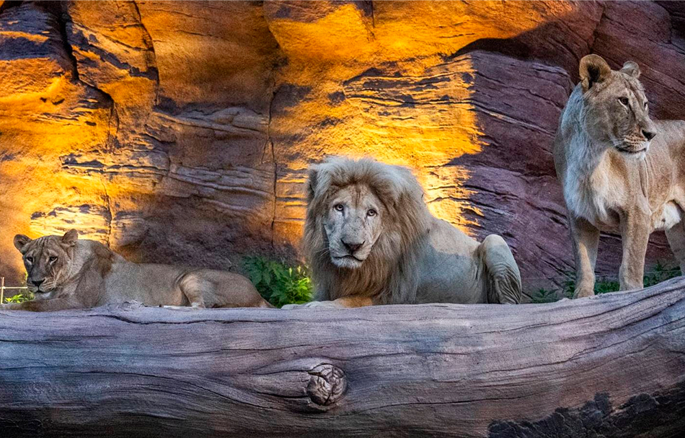 Three lions rest and stand on a rocky area at Everland’s Night Safari, illuminated by warm nighttime lighting.