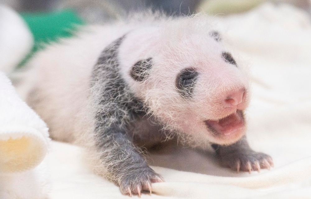 A three-week-old baby giant panda rests on a soft white blanket, showing early black markings around its eyes, ears, shoulders, arms, and legs.