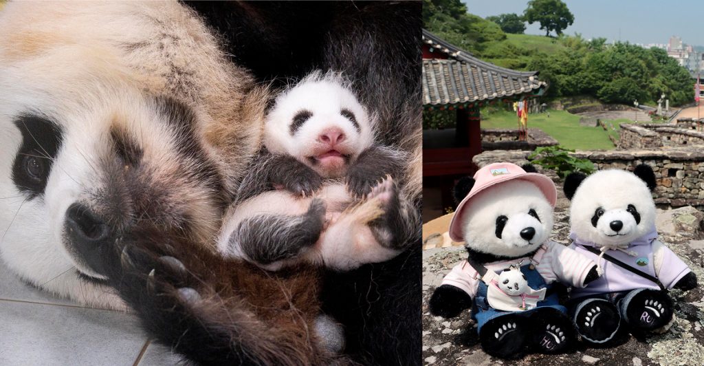Ai Bao holds her newborn baby panda beside an image of Rui Bao and Hui Bao travel companion dolls visiting Gochang Eupseong Fortress.