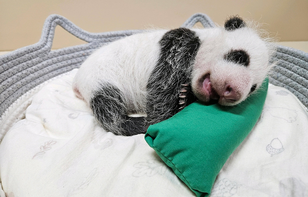 Everland’s baby giant panda sleeps curled up on white bedding with her head resting on a green cushion.