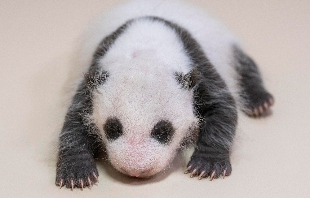Everland’s baby giant panda lies on white bedding with her front paws extended and her head facing forward.