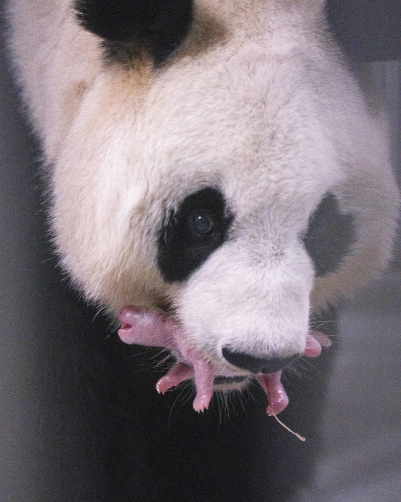 Mother panda Ai Bao gently holds her tiny pink newborn cub in her mouth.