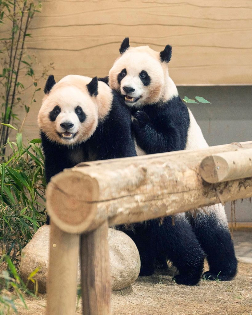 Twin giant pandas Rui Bao and Hui Bao stand together behind a wooden structure at Everland’s Panda World.