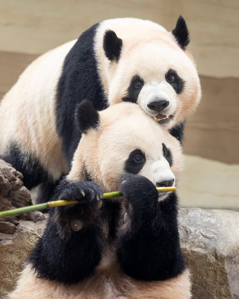 One twin giant panda eats bamboo while the other rests closely behind her at Everland’s Panda World.