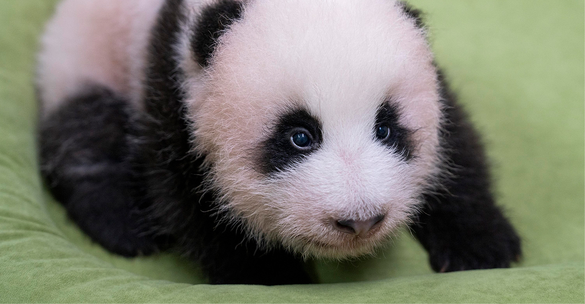 Everland’s youngest Bao family member, whose name will be chosen through a public vote running through August 30
