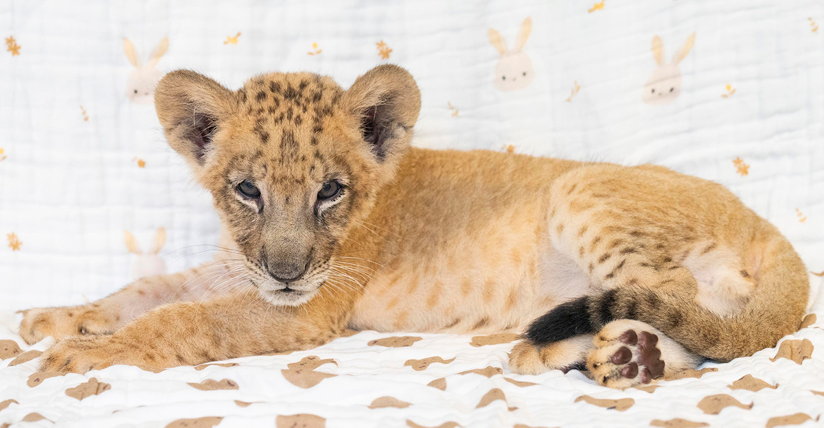 Everland’s lion cub Raon lies on a patterned blanket, looking toward the camera.