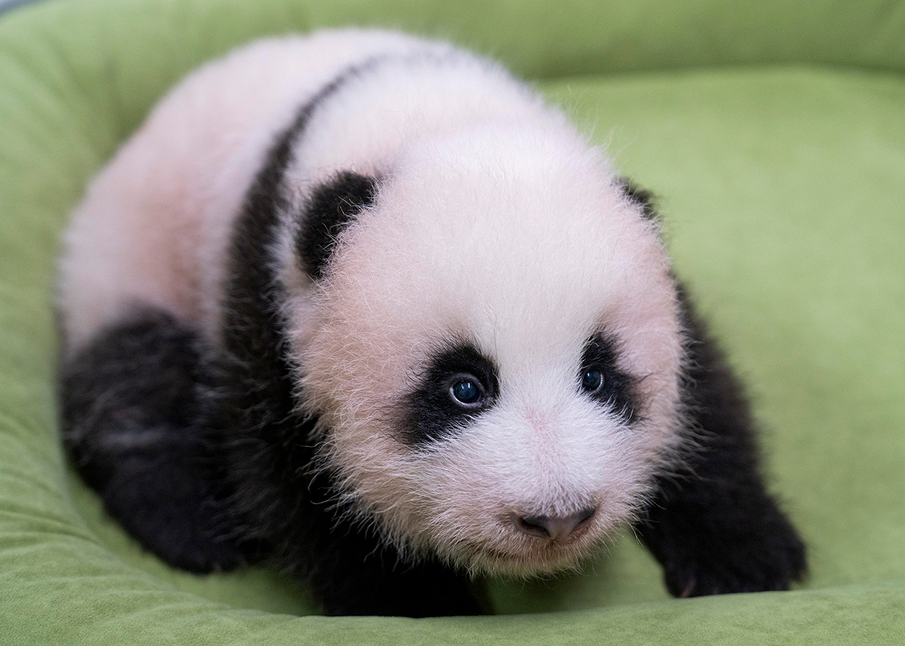 Everland’s youngest Bao family member, whose name will be chosen through a public vote running through August 30