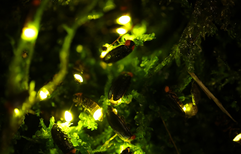 Close-up view of multiple fireflies glowing among moss and greenery at Everland's firefly experience zone.