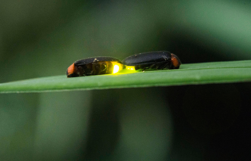 Close-up of two black fireflies with red markings resting on a green leaf, with one emitting a yellow-green light.