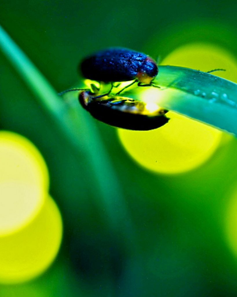Close-up of a firefly glowing yellow-green as it rests on a leaf against a softly illuminated green background.