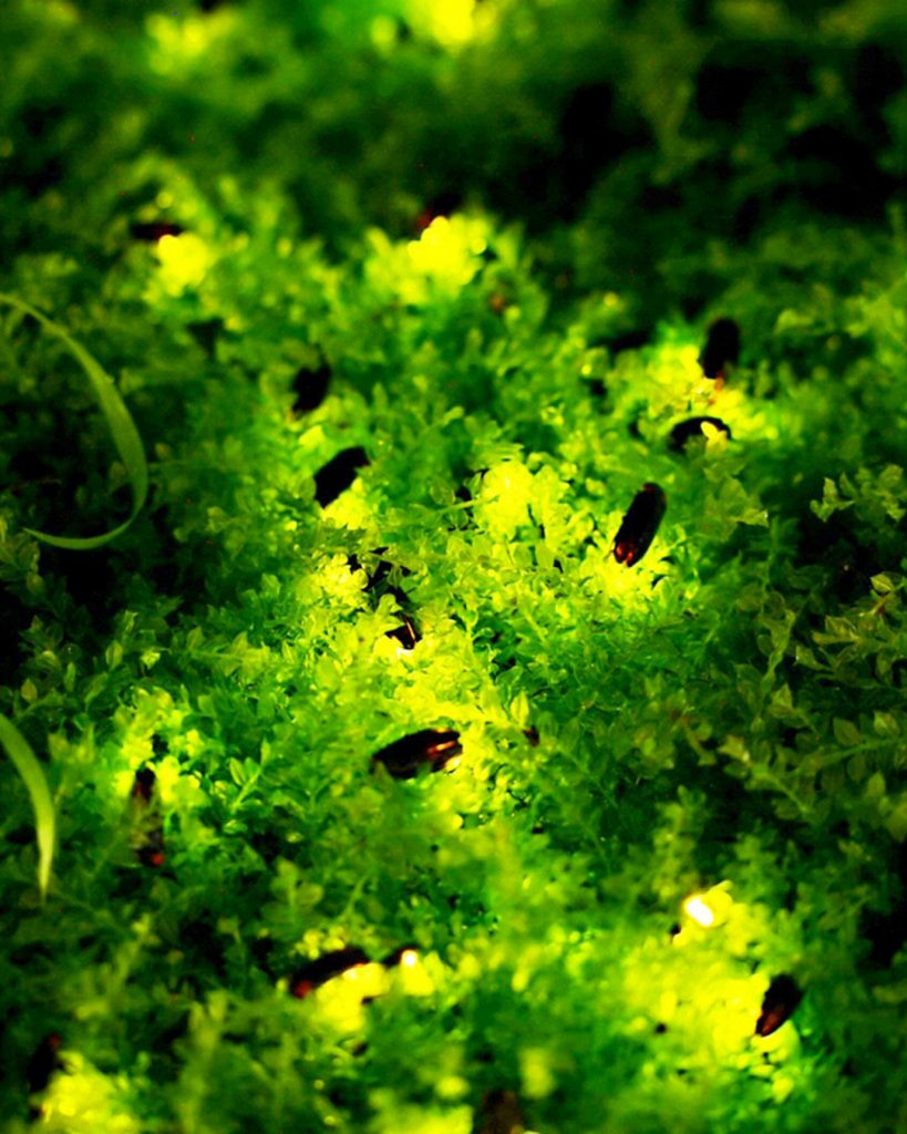 Numerous fireflies scattered across dense green foliage, creating points of yellow-green light in the darkness.