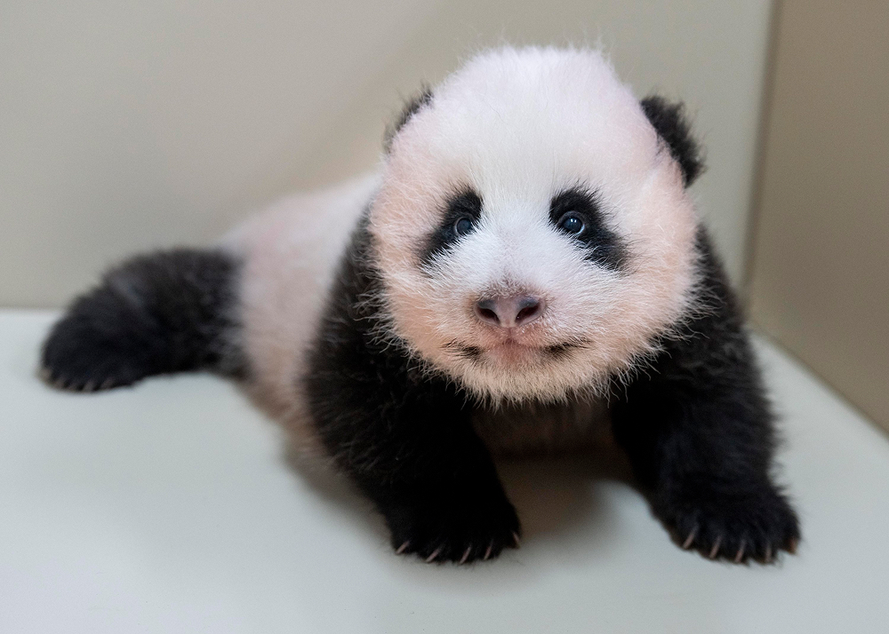 Everland’s baby panda continues to grow healthy at Panda World