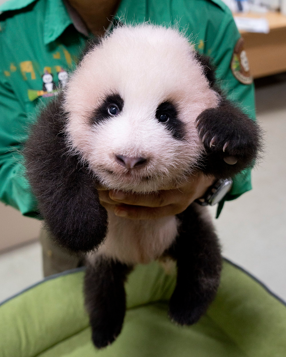 A zookeeper carefully holds Everland’s growing baby panda during a health check