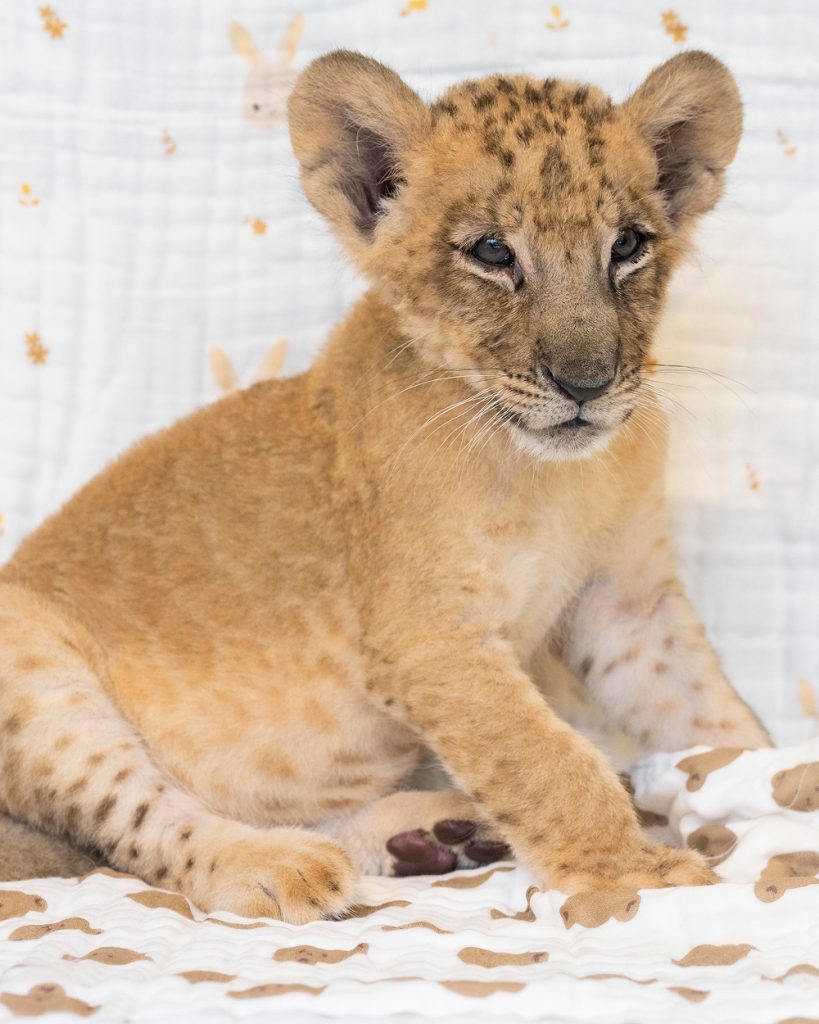 Everland’s lion cub Raon sits upright on a patterned blanket and looks toward the camera.