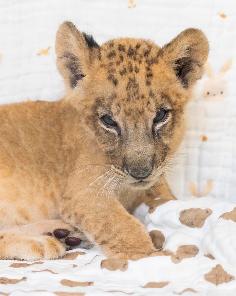 Close-up of Everland’s lion cub Raon resting on a patterned blanket.
