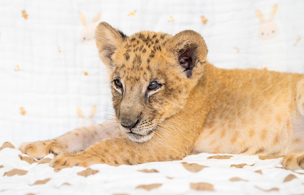 Everland’s lion cub Raon lies stretched out on a patterned blanket.
