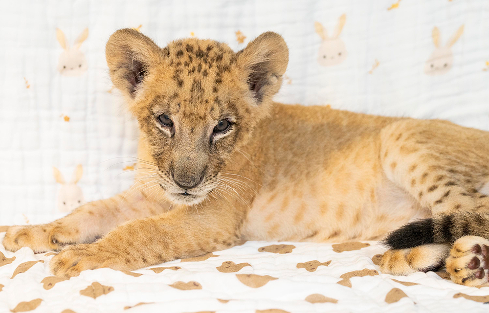 Everland’s lion cub Raon lies across a patterned blanket with his paws extended.