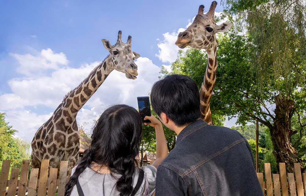 Two models photograph two giraffes standing near a viewing fence beneath a blue sky at Everland’s Wild Savanna Expedition
