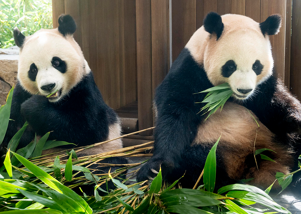 Hui Bao, left, and Rui Bao, right, sit beside a pile of fresh bamboo inside their enclosure at Panda Second House.