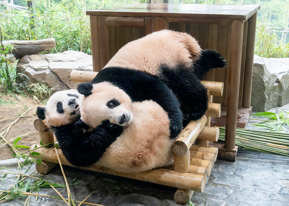 Rui Bao lies across the top of a wooden platform while Hui Bao rests below, with the two giant pandas nestled closely together.