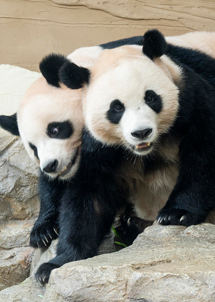 Rui Bao, left, and Hui Bao, right, stand closely together on rocks inside their enclosure, with Rui Bao resting her head against Hui Bao.