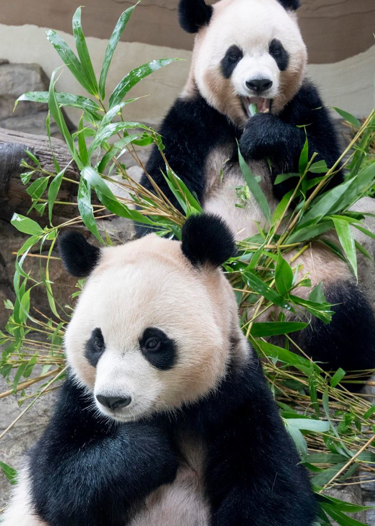 Hui Bao sits in the foreground while Rui Bao sits behind her eating bamboo inside their enclosure at Panda Second House.