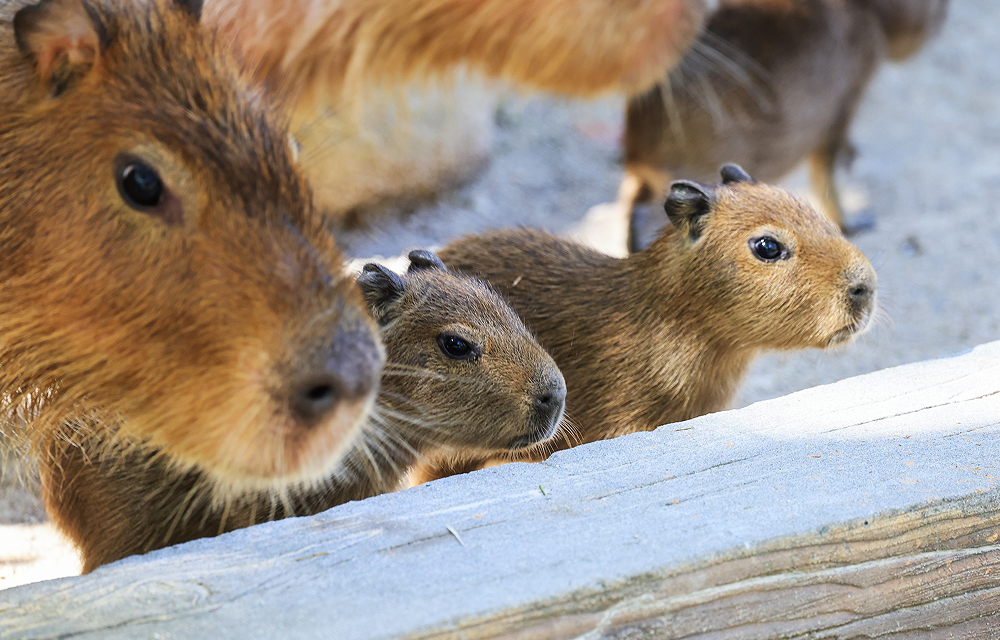 Two young capybaras peer over a wooden ledge, with other capybaras in the background.