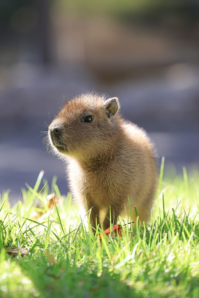 A young capybara sits among green grass, with sunlight falling across its fur.