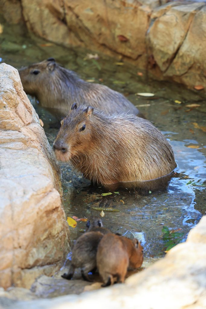 An adult capybara rests in a shallow pool as two young capybaras stand at the water’s edge.