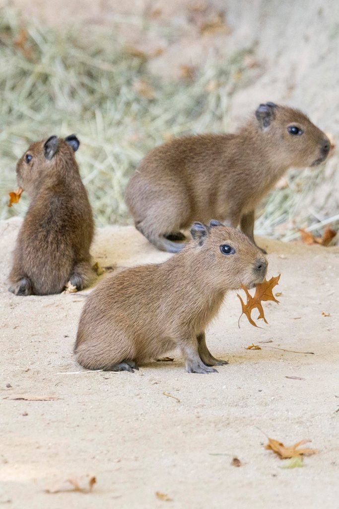 Three young capybaras sit in a sandy habitat, with two holding dry leaves in their mouths.