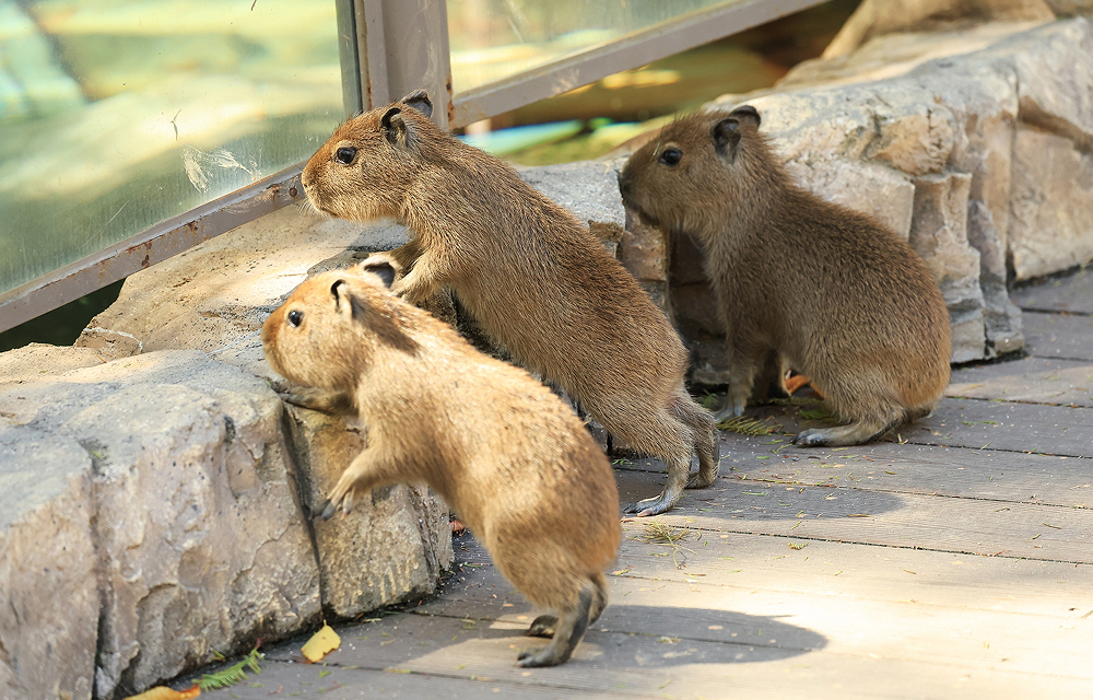 Three young capybaras gather along a low stone ledge in their habitat.