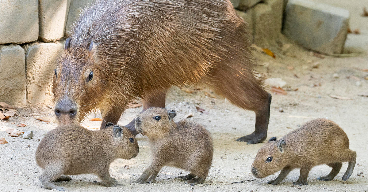 Three young capybaras stand on sandy ground in front of an adult capybara.