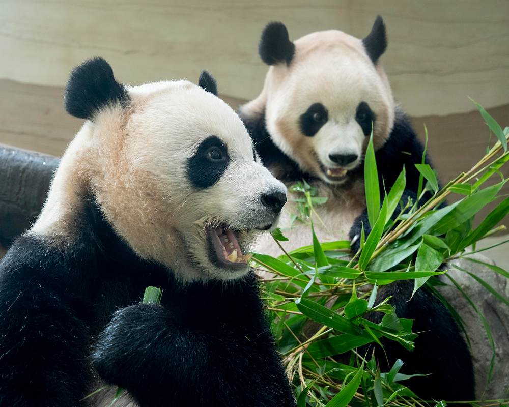 Hui Bao, left, and Rui Bao, right, sit side by side with fresh bamboo in front of a wooden structure at Panda Second House.