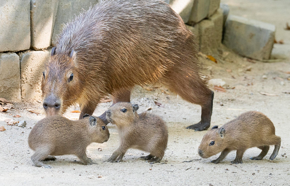 Three young capybaras stand on sandy ground in front of an adult capybara.